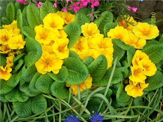 Jaglaci lat. primula